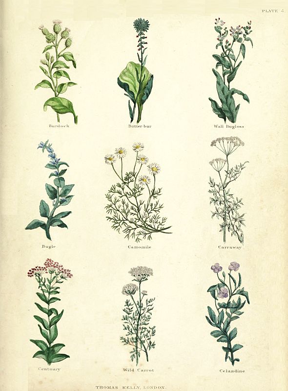 plate four