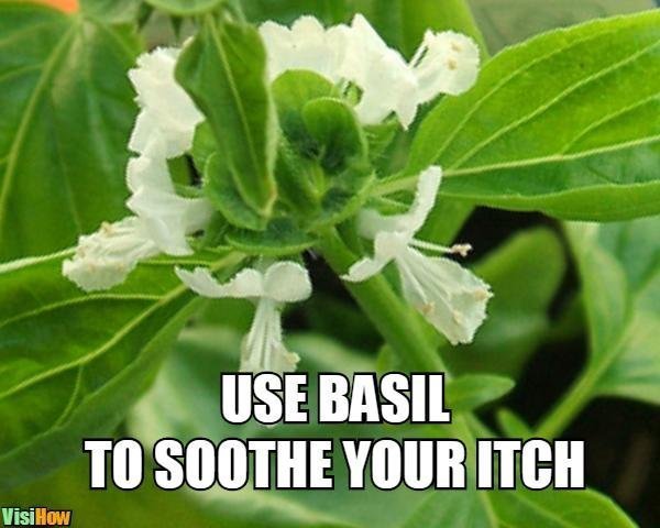 Meme Use Basil to Soothe your Itch.jpg